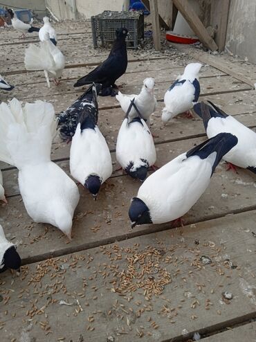 Quşlar: Manağ quşlari satilir bir ededi 20 manat temiz heyvanlardir