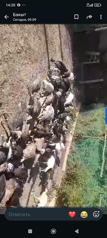 ножницы для стрижки баран: Индюки порода ставрапольский северокавказкий,возраст 2,5месяц — 1