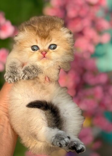 Pişiklər: Şotland uzun tüklü, Ödənişli çatdırılma — 11