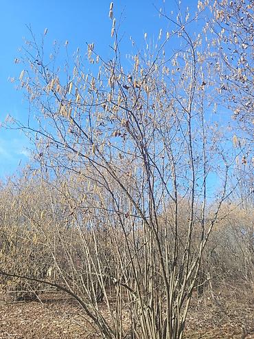 Torpaq sahələrinin satışı: Kənd təsərrüfatı — 13