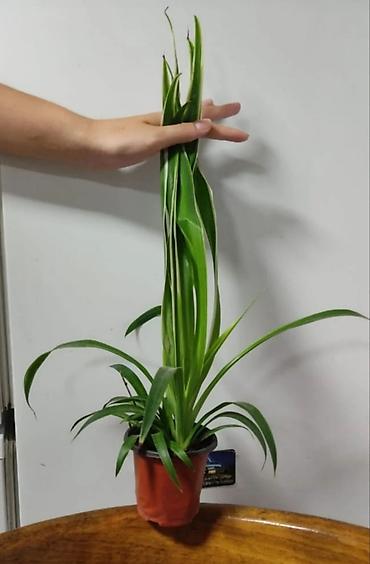 Другие комнатные растения: Хлорофитумы. распродажа Хлорофитум - можно по праву назвать — 4