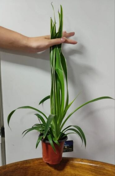 Хлорофитумы: Хлорофитумы. распродажа Хлорофитум - можно по праву назвать — 3