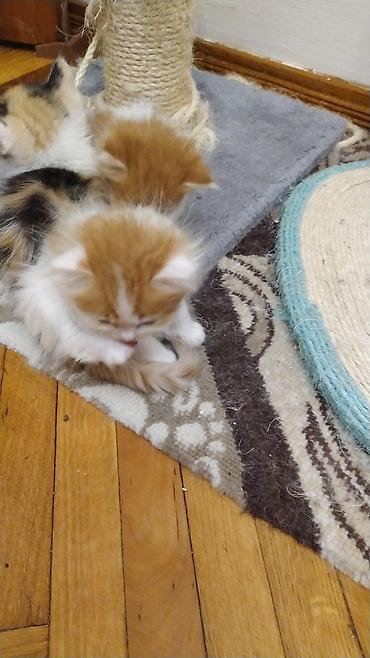 Pişiklər: Yaxşı əllərə, Ödənişli çatdırılma — 3