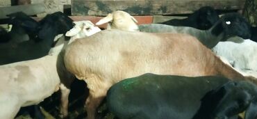 Бараны, овцы: Продаю | Овца (самка), Ягненок, Баран (самец) | Гиссарская, Полукровка, Меринос | На забой, Для разведения, Для шерсти | Племенные, Котные, Кастрированные — 6