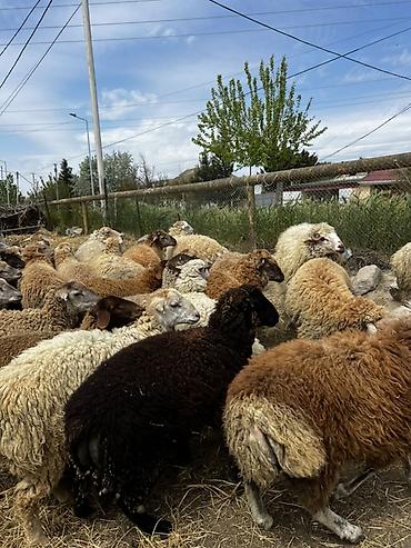Mal-qara: Qurbanlıq Quzuların satışı Müxtəlif çəkidə quzular mövcuddur. Diri — 3