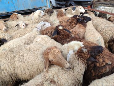 доставка барана бишкек: Бараны, овцы