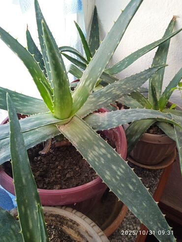 искусственные цветы оптом бишкек: Алоэ Вера по 150 сом lalafo.kg да искусственные цветы оптом бишкек: Алоэ Вера по 150 сом