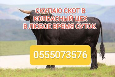 продажа коров: Куплю | Коровы, быки, Лошади, кони | Круглосуточно, Любое состояние, Забитый