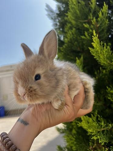 ereb dovşanı: 1 aylıq balaca🐰 Hazırda məndə bu çox şirin dovşanım var 🥹🤍 Çox şirin — 3