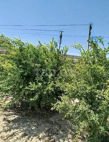 xırdalan torpaq: 6 sot, Mülkiyyətçi — 1