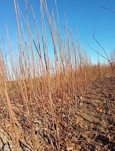 Tinglər: Xurma tingləri satışdadır çatdırılma pulsuzdur siz sifariş verin — 9