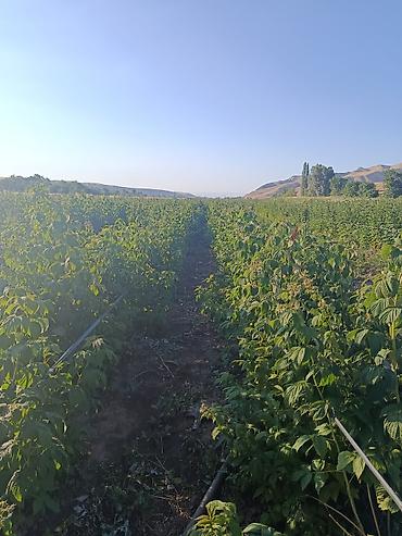 село лелински: 67 соток, Для бизнеса — 6