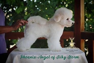 cane corso štenci: Odgajivačnica kovrdžavih bišona Angel of Silky Storm, leglo „P“ 2 — 7
