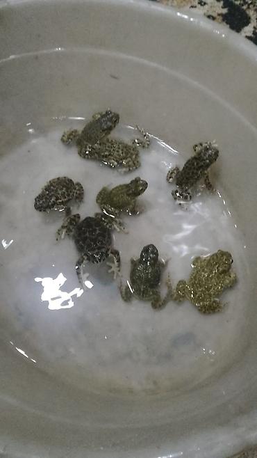 akvarium baligi: Sülhsevər, Ödənişli çatdırılma — 2