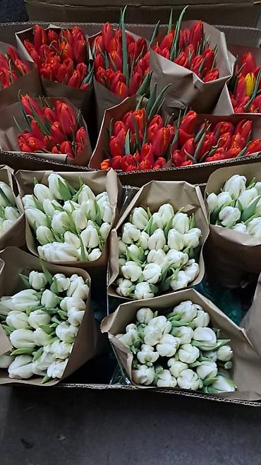 Букеты из живых цветов: Тюльпаны срезанные в наличии в ограниченном количестве -В продаже есть — 9