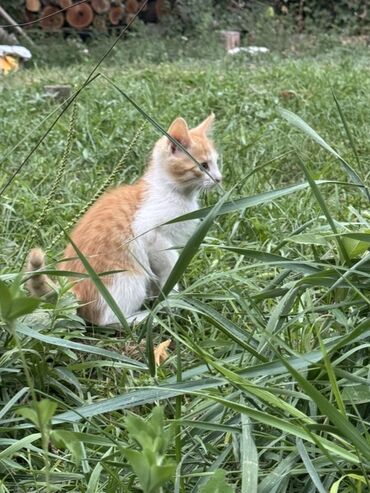 Продажа кошек: Очаровательный котенок с мягкой шерстью и любознательным взглядом — 6