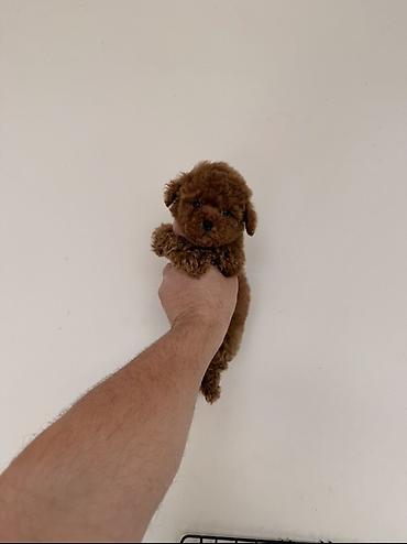 mini yorka: Pudel, 2 ay — 2