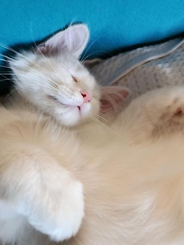 котик белый: Кошка даром: Беспородная, 6 месяцев, Мальчик, Приучена к лотку — 2