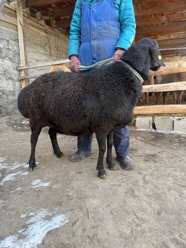 Бараны, овцы: Продаю | Баран (самец) | Эдильбаевская | Для разведения — 8