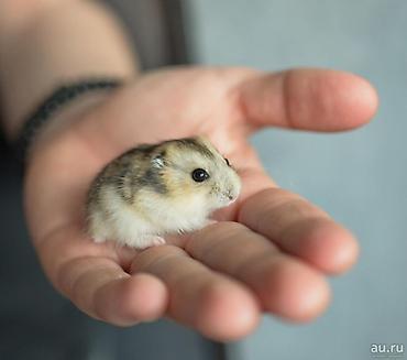 Продаю хомячков джунгариков. Разнополые два хомяка, продается только