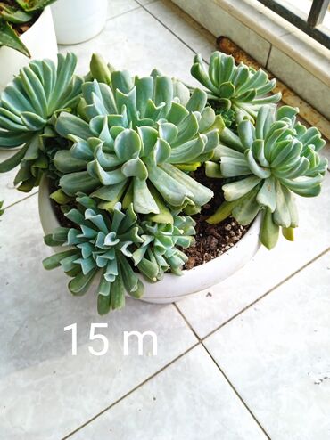 Otaq bitkiləri: Sukulənlər – müxtəlif növlər birbaşa qabda - Qab 1: Eyni qabda iki — 4