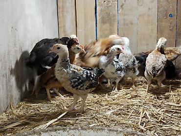 Quşlar: Salam tam saglam 7 gunluk kend cuceleri satlir isdeyen buyra biler — 1