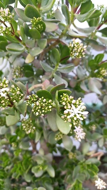 Толстянка (Crassula ovata, «денежное дерево») в кадке. Высота 120