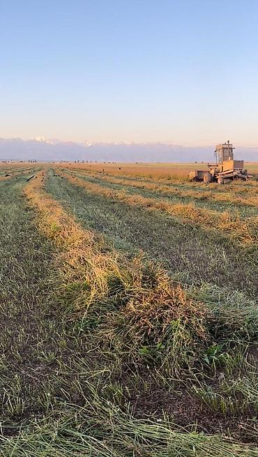 Другие виды семян и саженцев: Коп жылдык эспарцет уругу. Уроончулук чарба "Победитель" Ысыккол обл — 11