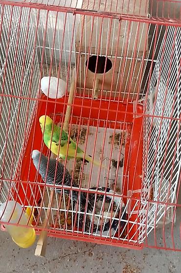 qəfəsler: Hazir cutluk mehebbet qusu. komplekt satilir. Altinda 4 yunurtasi var — 1