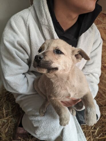 Отдам даром собаку: Щенки метисы, короткошёрстные, среднего предполагаемого размера. Окрас — 7