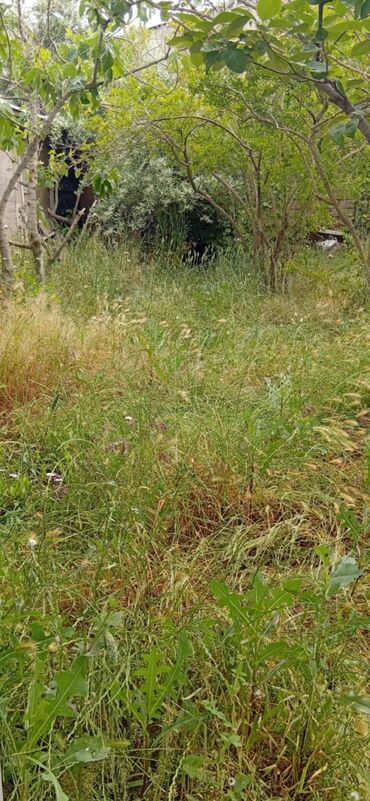 3 sot, Tikinti, Mülkiyyətçi, Kupça (Çıxarış)