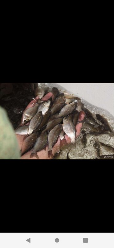 Рыбы: Куплю карасиков для живца