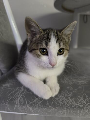 отдам котенка в добрые руки: Мышык бекер берилет: Породасыз, 3 айлык, Ургаачы, Курттардан тазаланган, Лотокко барууга үйрөтүлгөн
