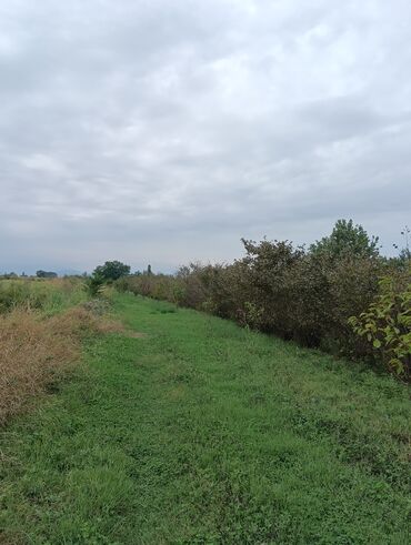 Ağaclar: Məhsul: Fındıq bağı və gilas bağı Təsvir: 1.20 Ha ərazidə 12illik — 10