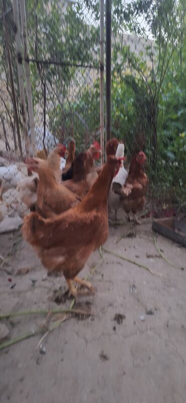 Toyuqlar: Toyuq, Yumurtalıq, Ödənişli çatdırılma