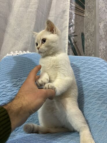 Pişiklər: Britan — 8