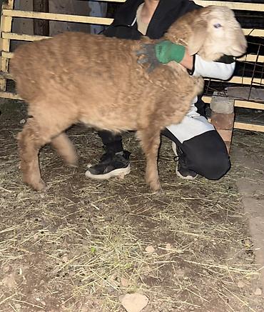 Баран, овца: Продаю | Овца (самка), Ягненок, Баран (самец) | Арашан | Для разведения — 20