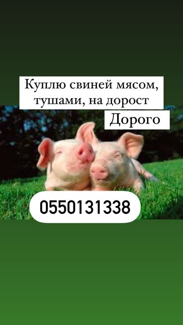 бычок продаю: Куплю | Свиньи