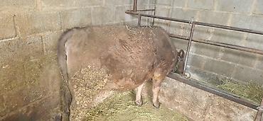 Коровы, быки: Продаю | Бык (самец), Тёлка | Ангус, Алатауская — 9