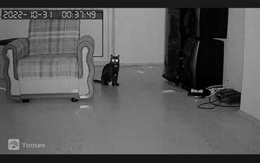 Videomüşahidə: 🔸Original HISEEPU brendi olan Wifi PTZ smart ip kamera 📽️KAMERANIN — 15