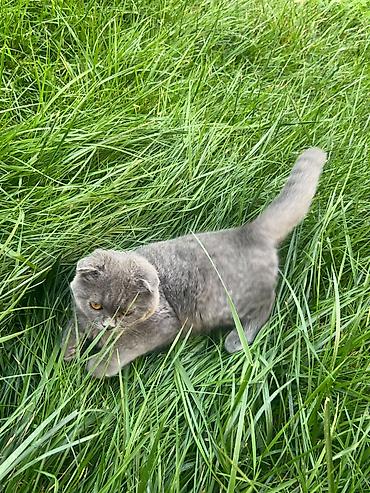 Шотландский вислоухий котёнок, мальчик, 3.5 месяца. Красивый серый at lalafo.kg Шотландский вислоухий котёнок, мальчик, 3.5 месяца. Красивый серый