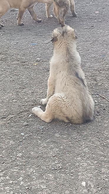 İtlər: Kanqal -da lalafo.az — 6 İtlər: Kanqal — 6