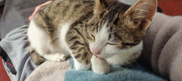 Pişiklər: Tabbi, Dişi, Yaxşı əllərə, Pulsuz çatdırılma — 30