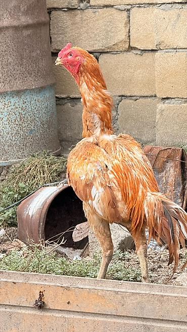 Сельхозптицы: Петух, Heyrati, лет: 2, Платная доставка, Доставка в районы — 1