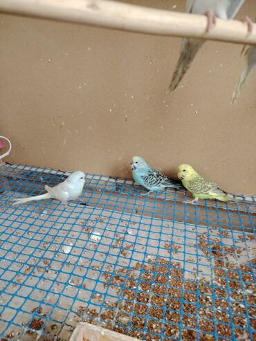 Tutuquşları: Çexlər tam sağlam quşlardı,ələ öyrətməyin tam vaxtıdı, iki üç — 12