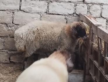 anqus əti: - Növ: yerli ətlik qoyunlardi — 2