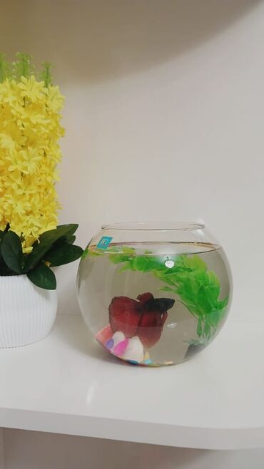 betta balıq: Betta (Petuşok balığı), Sülhsevər, Pulsuz çatdırılma