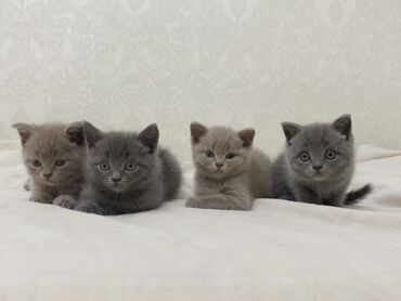 лошадь купить цена: Британ кыска жүндүү, 3 айлык, Эркек, Боз