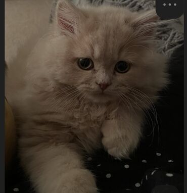 корм для кошек и котят: Британская короткошёрстная, 3 месяца, Мальчик