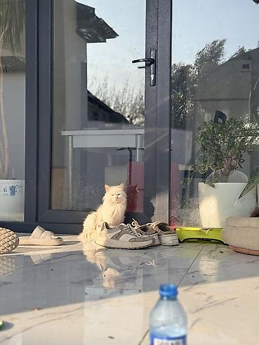Gəmiricilər: Erkək Cungar hamsterim var Satılmır❌❌yalnız cütdəşdirmək üçün Dişi — 3